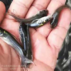 ����ŷ�� ǯ�������� ֧�ֿ���½��