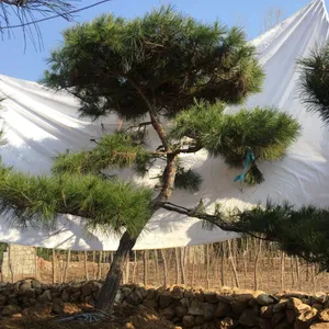 1������1.5�ס�1.8�ס�2�����;��ɡ�3��-4�����;���