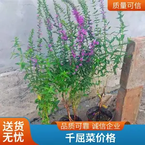 ǧ���� �� �ڷ�25���� �߶�40-50���� �����̻�