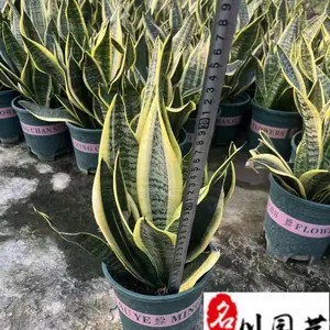 虎皮兰盆栽批发价格 四季常绿观叶植物 花境花坛栽培 室内外租摆绿植 量大从优