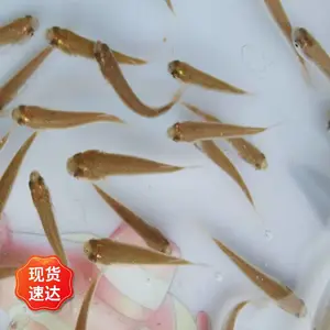 红眼尖苗 尖头苗批量供应 骨刺少 肉质鲜嫩 全国销售