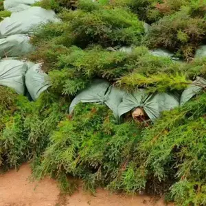 柏木袋苗,一米以上柏木袋苗,高度30以上柏木袋苗