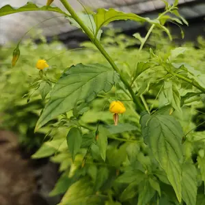 细梗香草干货 大包装批发 可开票 基地直发