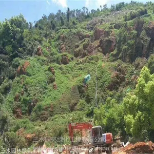 新上市草籽***山西矿山边坡复绿