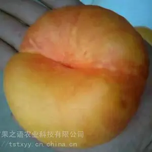 ��������ء�˧ʦ�������硢�´��е������ֻ�