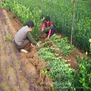 ��Ӧ��Ҷ��Ӫ������ ��·�̻����ͺ���ľ �����������Թ�Ӧ��