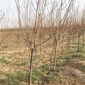 烟台荷兰香蜜杏苗_杏树苗培育
