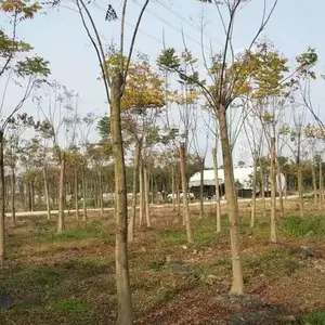��Ӧ�Ĵ��ɶ������۸�����ҡǮ����������