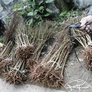 晚熟青脆李苗_两公分晚熟青脆李苗_晚熟青脆李苗生产基地