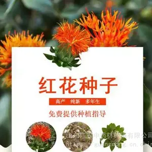 红花种子,菏泽红花,菏泽红花种植,红花种植