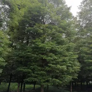 ϸҶ������� �����ϵ���� ��������� СҶ��骲��س���