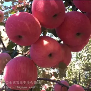 辽宁果树苗基地望向红苹果苗 望乡红苹果树苗 辽宁苹果苗批发基地