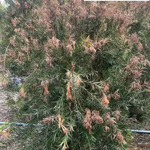 ���ع�Ӧ��ǧ���� ��Ҷ��ľ�� ͥԺ����԰�ֹ�����ľ ���κ�ǧ��۸�