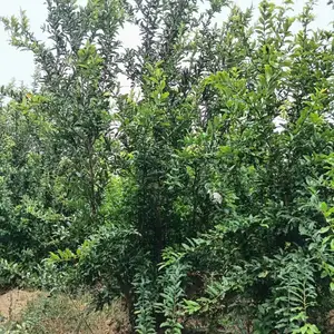 陕西商洛二乔苗木榆树苗基地批发上车价格,2米高榆树苗基地,榆树小苗产地报价