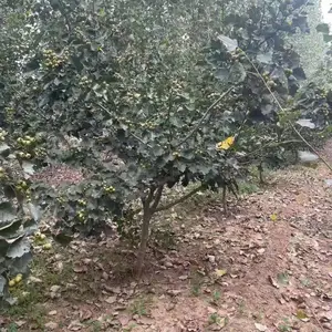 聊城二乔山楂树种植基地批发_山楂树报价_12公分山楂树厂家大量供应_山楂树产地自产自销全国配送