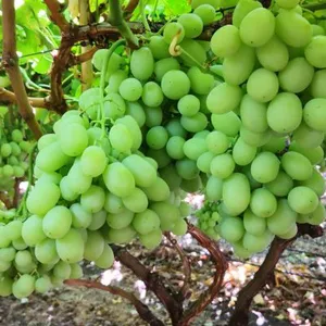 无籽青提批发甜地球SweetGlobe货源供应,农场直供,全程冷链,物流专车配送,超市热卖款