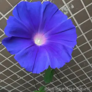 ����ǣţ������ ��ɫ�������� Ʒ�ʺü۸�� ԰���̻����̻���