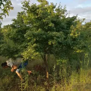 出售地径4公分鸡爪槭,地径5-8 公分鸡爪槭,鸡爪槭江西货源