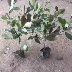 基地直供红叶石楠色块绿蓠专用