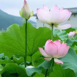 工业微波茶叶杀青机 玫瑰花金银花花茶隧道式茶叶杀微波杀青设备
