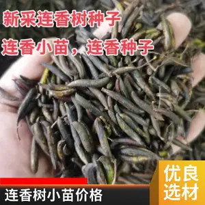 产地供货价格连香净种子价格连香树小苗连香鲜果价格连香树种子连香小苗种植基地