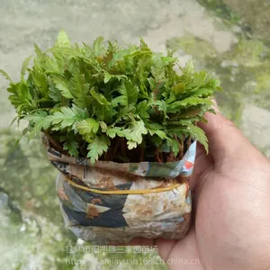 广西优质杨梅苗东魁杨梅嫁接砧木苗杨梅芽苗实生杨梅苗芽苗