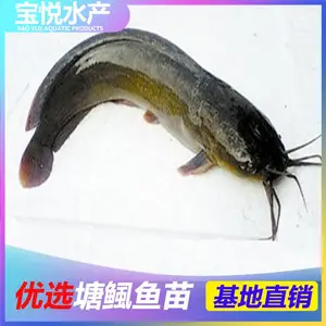 山西吕梁塘鲺鱼苗 苗场 塘角鱼苗批发
