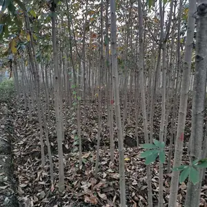 湖北七叶树苗圃*** 30cm-50cm七叶树报价