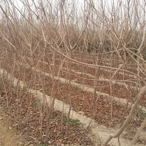 出售大量优质50-80公分黄栌绿化苗 价格便宜