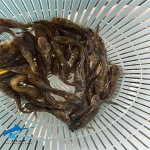 全雄性黄颡鱼苗 养殖黄辣丁鱼苗 鱼苗场供应