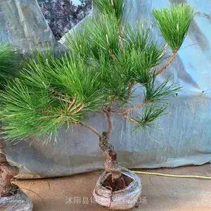 ���ͺ����� ΢С�ͺ����辰 ���Ժ��� ����Ⱦ ��԰����ͥԺ�쾰