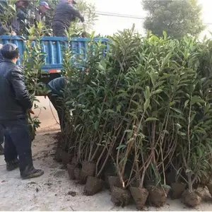 ͥԺ�̻�ֲ��ɺ���編���������ļ�����Χǽ��������糣��