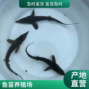 陕西宝鸡本地鲈鱼苗鲟鱼苗养殖场优选亲本繁殖抗逆性优