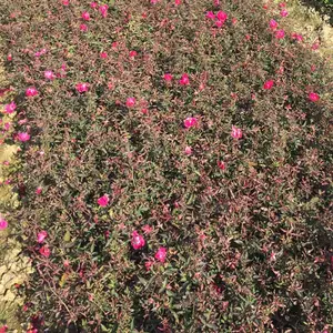 供应 小花月季 红色系蔷薇 庭院绿化用的花卉苗木 苗圃价格优惠