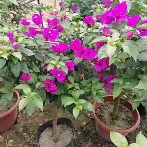 ��������÷���� 50������÷�۸� �컨����÷���� �ϻ�����÷
