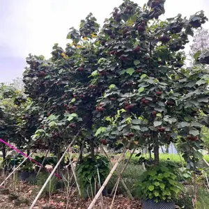 广州全冠苗木非洲芙蓉吊芙蓉胸径规格13-15公分开花植物