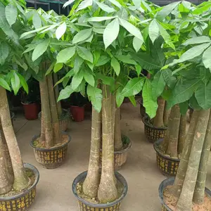 南宁汇成园艺专业绿植租赁 养护 绿植批发