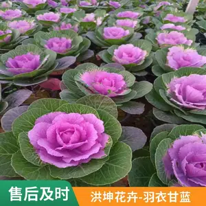 草花批发 时令花卉 冬季花卉 耐寒花卉 工程花苗 羽衣甘蓝供货批发甘蓝
