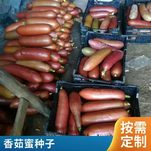香茹蜜种植基地提供香茹蜜种子 一手货源 价格实惠