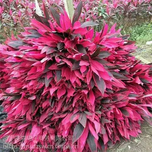 夜市花店热销富贵竹水培植物 老根观音竹 红蕉竹***低