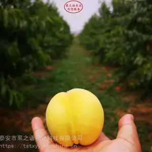 ������۸����36-5���硢36-5������繩Ӧ��
