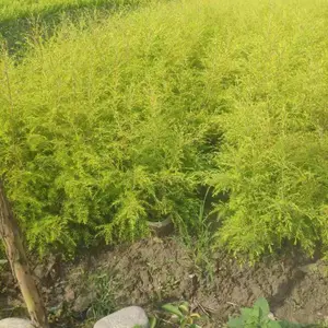 成都千层金供应 千层金价格 园林绿化网千层金 苗木网千层金 四川千层金批发 千层金哪里有卖