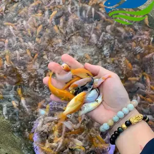 ����������� ������ �ʻ�������� ��ˮ��ֳ��������