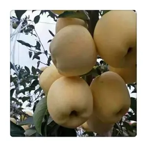 ����ƻ������۸� ��ƻ������ 3��ƻ�����綨�˶��֧