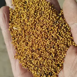 大量批发销售优质黄芥末籽 黄芥籽 芥菜籽