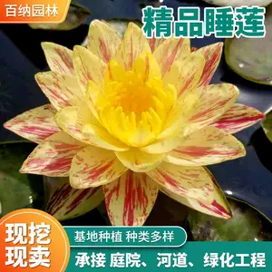 ��ӦƷ��˯���� ��Ʒ˯���� ��Ʒ˯���� ����˯�������Ǯ