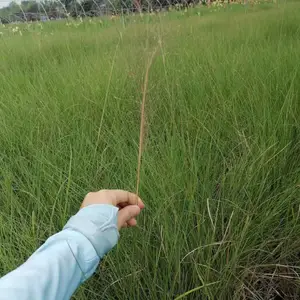 13杯粉黛乱子草基地 50-80高粉黛乱子草杯苗 粉黛乱子草价格