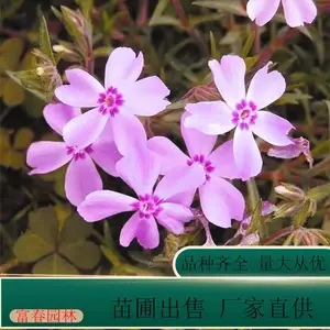 �޸���»�� ���л�̳�̻����̻��� ɫ������ �����Ը� �׳ɻ�