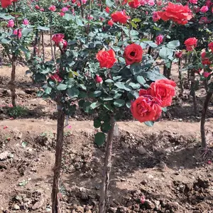 供应树状月季杆子直 树状粗实高度1.5米 月季培育基地