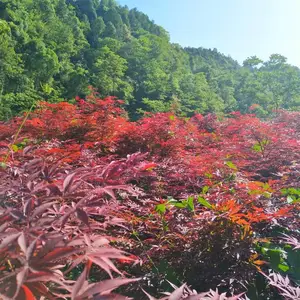 红枫苗,彩叶观赏乔木红枫,地径1公分以上红枫苗